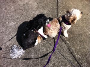 cavoodles walking corner recovery