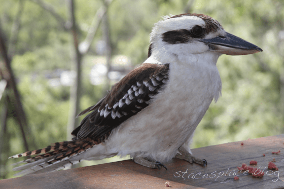 kookaburra at stacesplace.blog