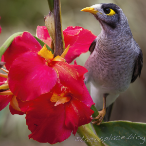 noisy miner, stacesplace.blog